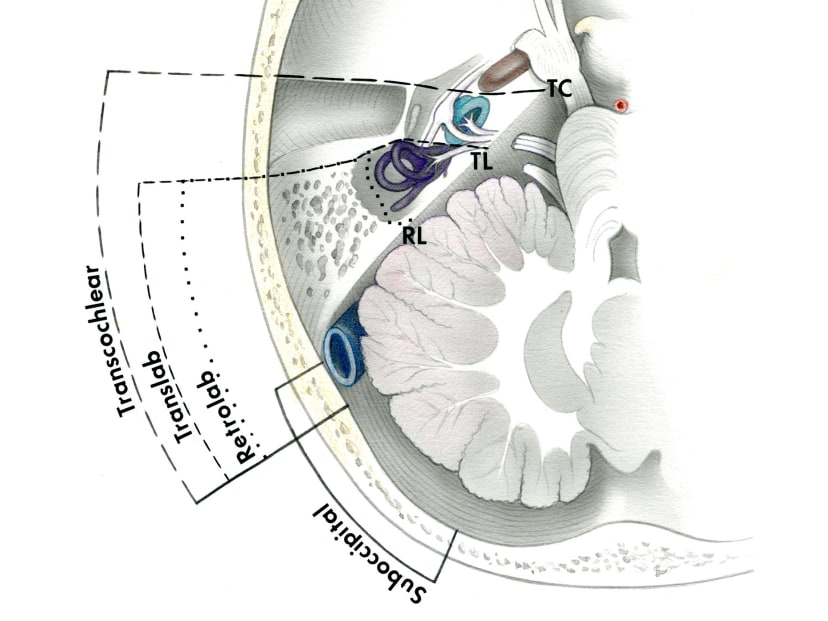 Surgical Anatomy | Jackler Collection | Volumes | The Surgical Anatomy | Jackler Collection | Volumes | The